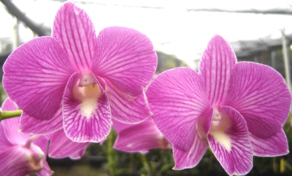 Dendrobium Salaya Lai