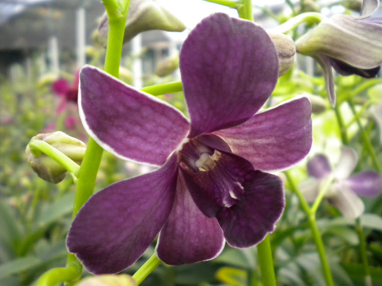 Dendrobium Blue Foxtail