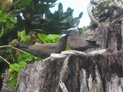 Brown Noddy