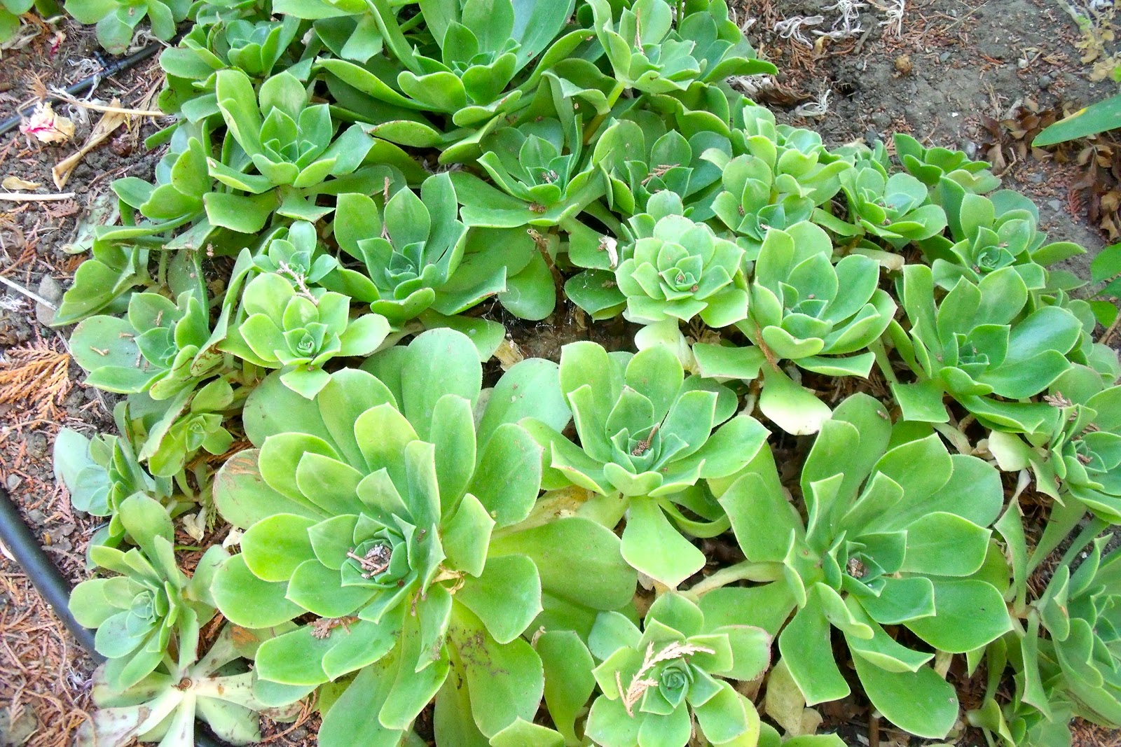 The Budget Gardener Saucer Plant Aeonium Undulatum