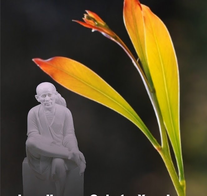 Sai Wallpaper: I am Hungry only for your Love