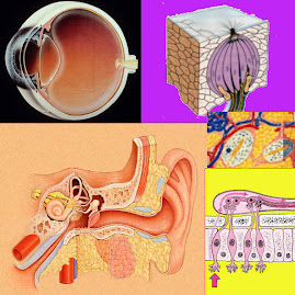 FISIOLOGIA