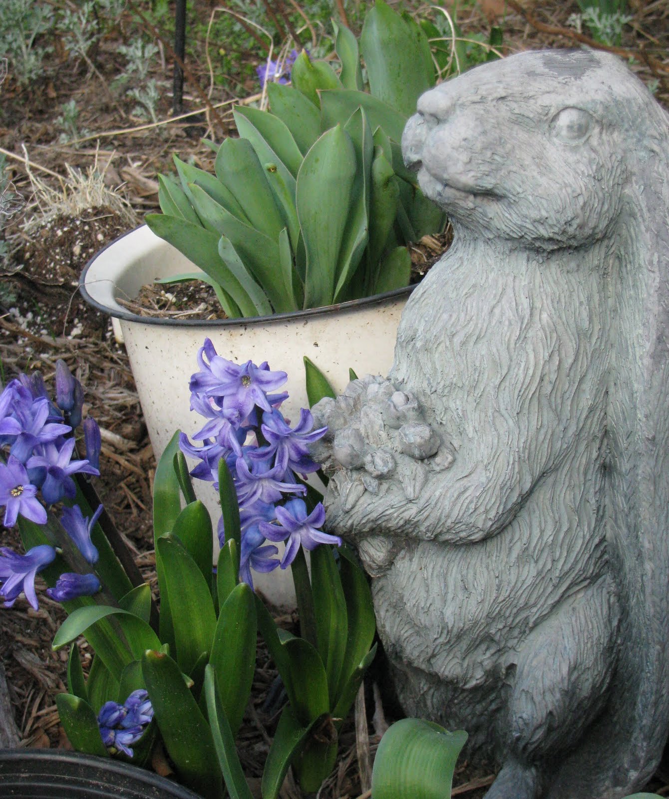 [2010MarchHyacynthBunnyBlog.jpg]