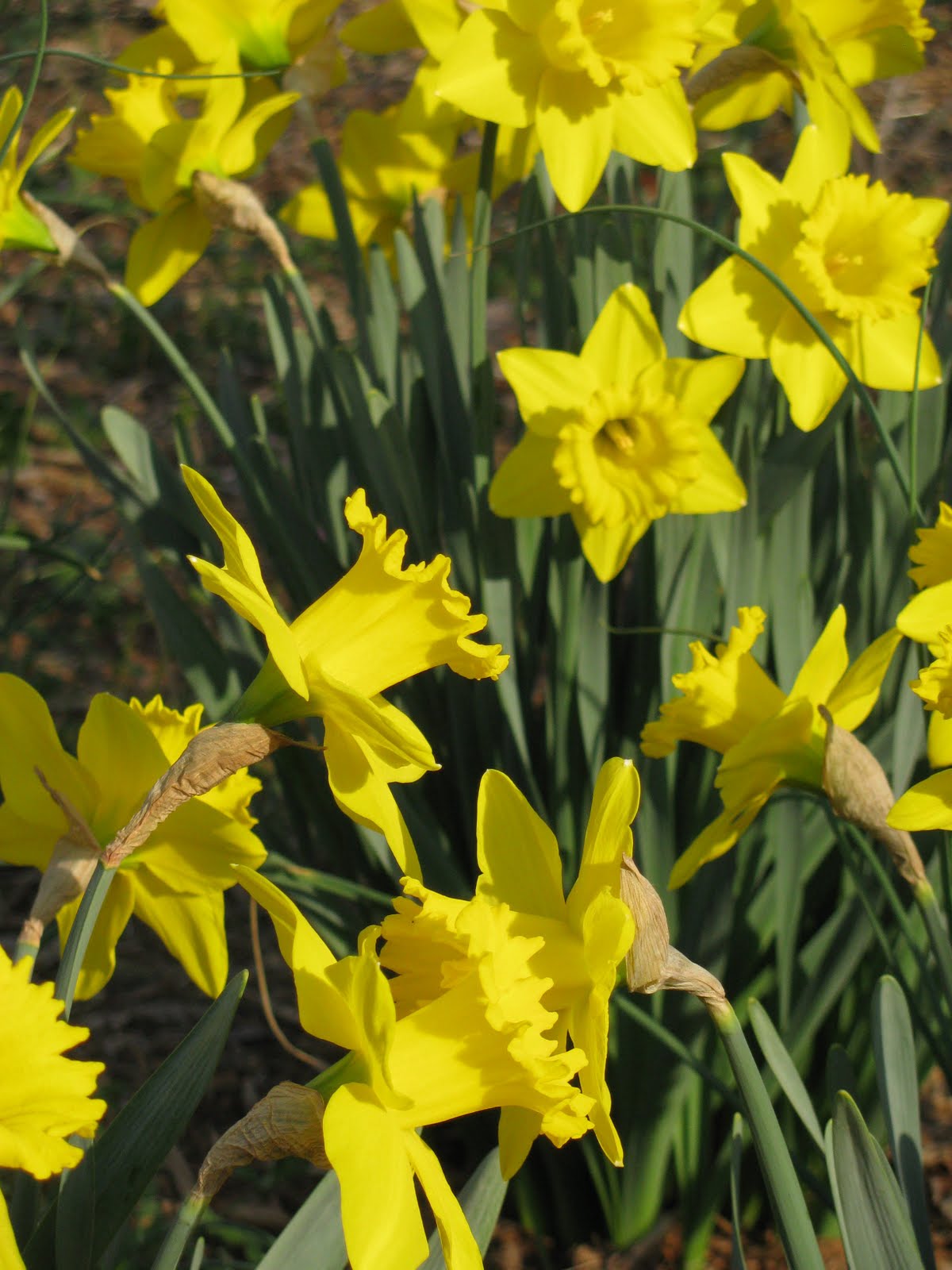 [2010MarchDaffodilsBlog.jpg]