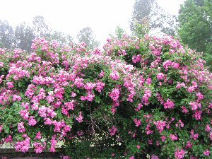 [Belinda2009blog.jpg]