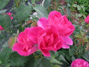 [TheHerbalist2009blog.jpg]