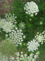 [2009June21QueenAnnesLaceBlog.jpg]