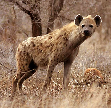 [hiena.jpg]