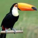 [tucano+1.jpg]