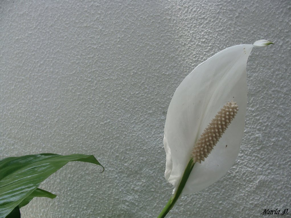 [8+FotoFlexer_Photo]