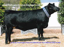 Hollywood Hy Chaparral