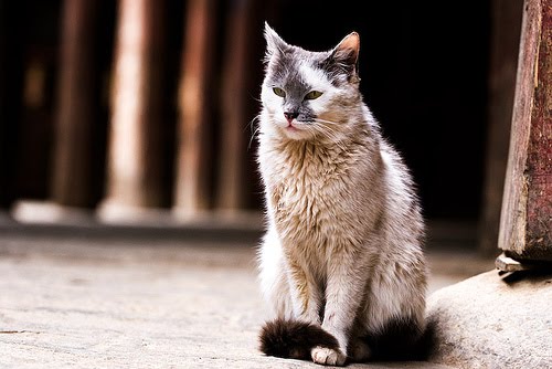 Mel Grey Cat+tibet+1