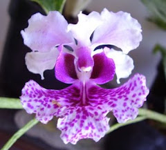 Indonesia Orchid