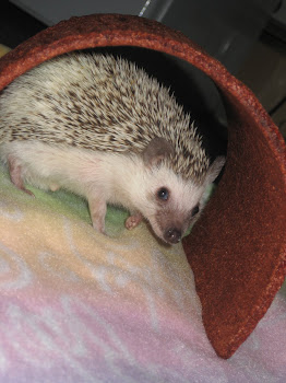 Phinneus Fergus Wilkes...A Hedgehog