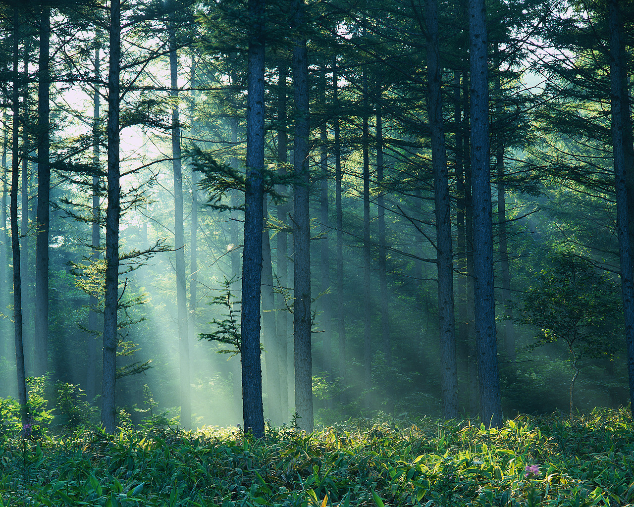 [Image: Royal+Forest+Of+Dean.jpg]
