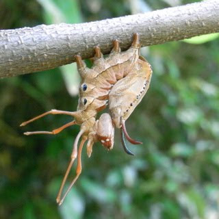 岡山の歳時記 シャチホコガ シャチホコガ科 の幼虫
