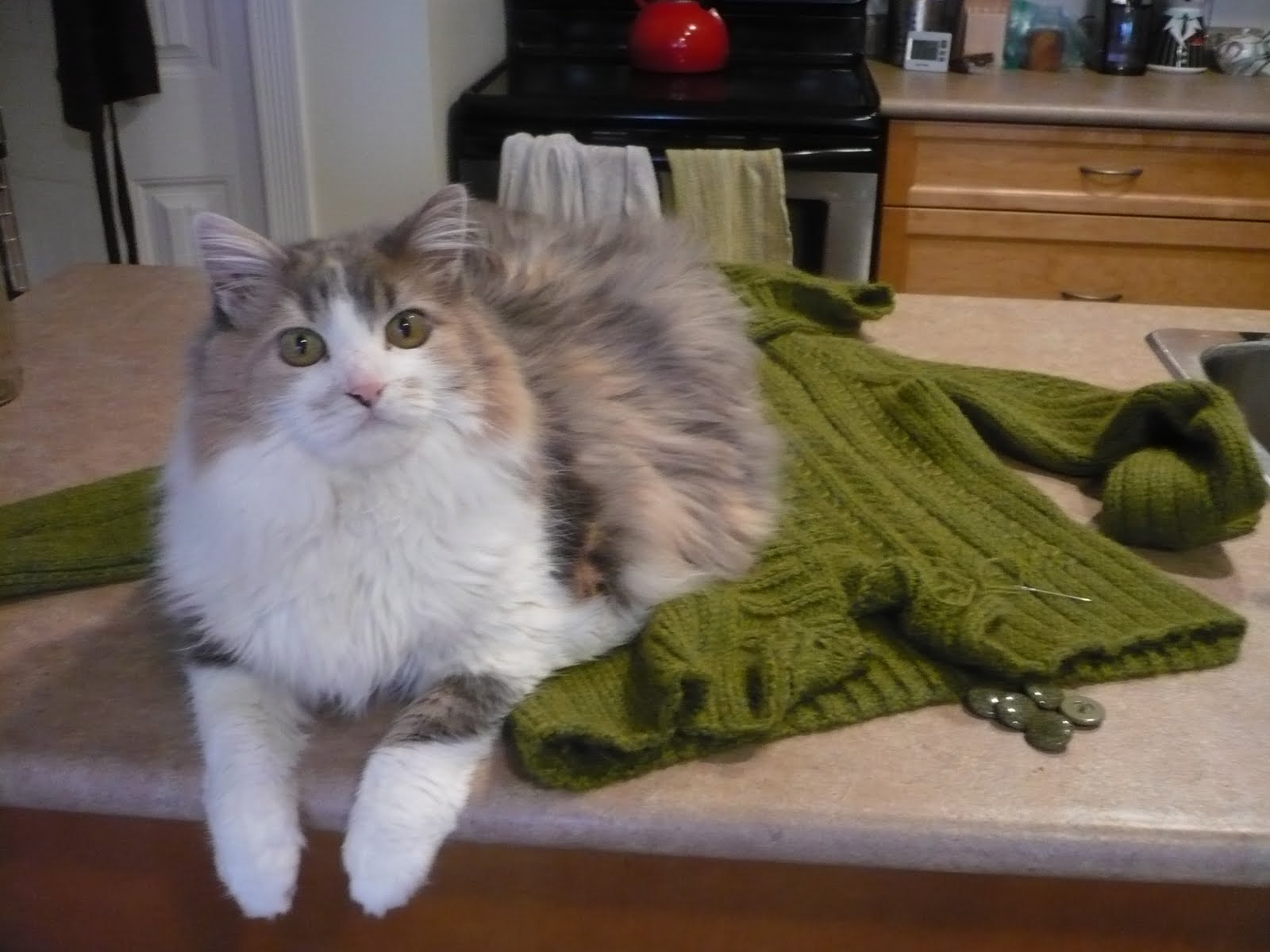 waxceiling Sweater Puppies!