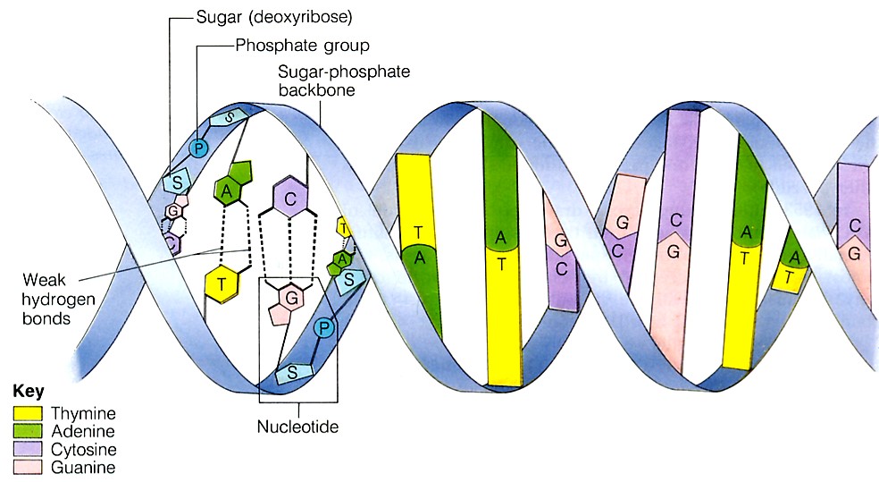Nucleotide+dna+structure
