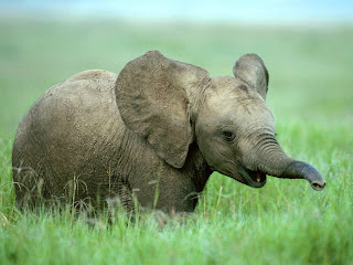 shooting an elephant essay lauren nelson site an elephant essay