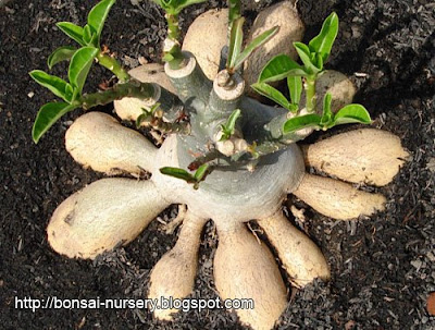 Adenium Akar Seribu