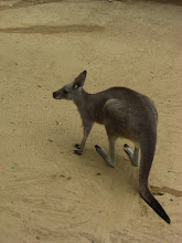 Wallaby