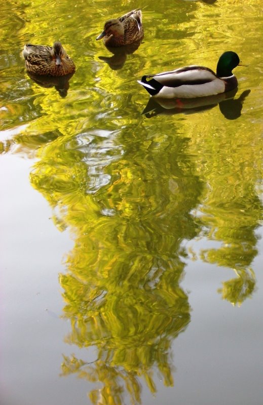 [Patos.JPG]