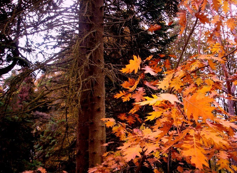[Outono.jpg]