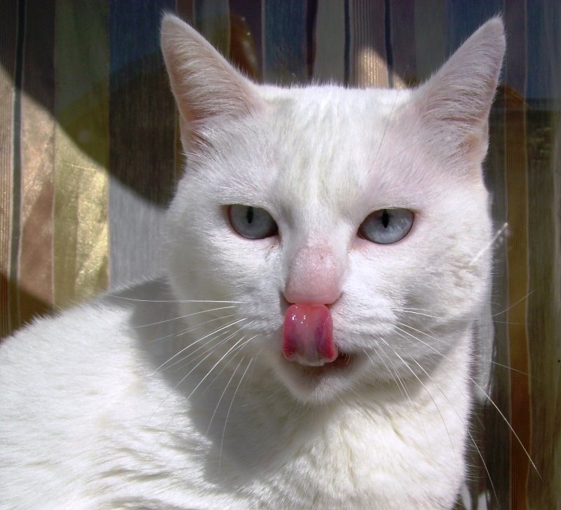 [gato+branco.JPG]