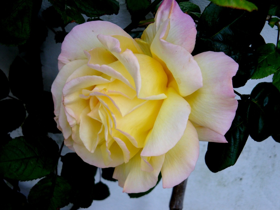 [rosa.JPG]