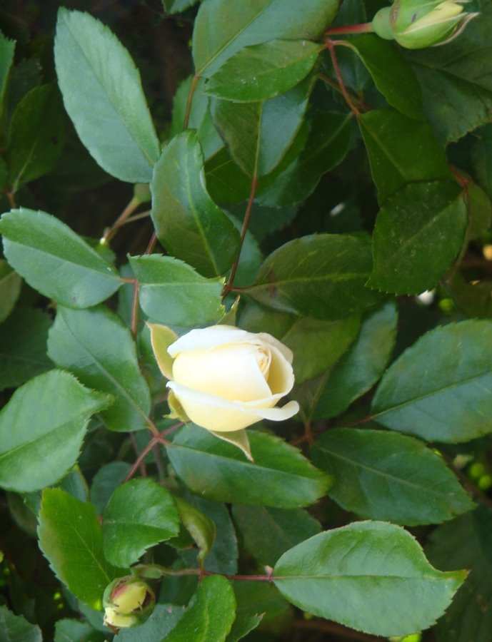 [rosa.JPG]