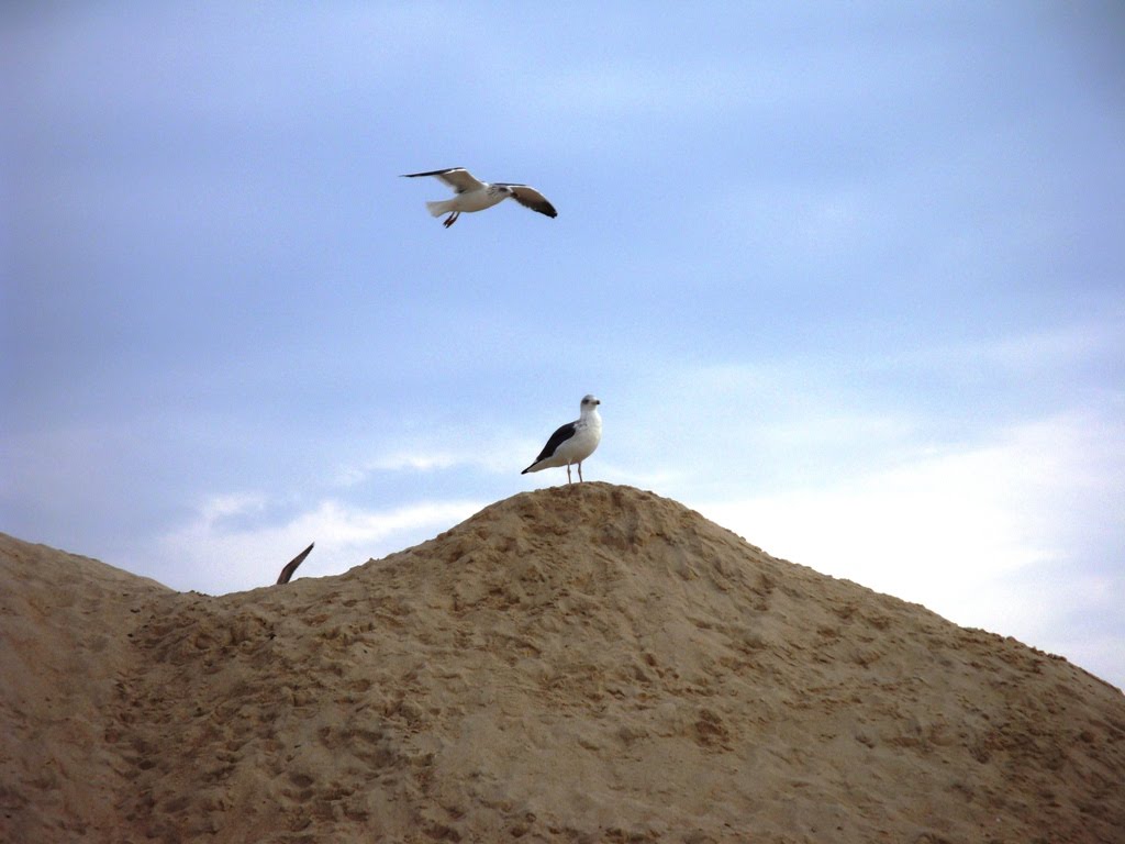 [DSC09847.JPG]