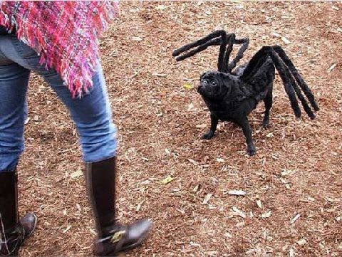 [Dogs_08.jpg]