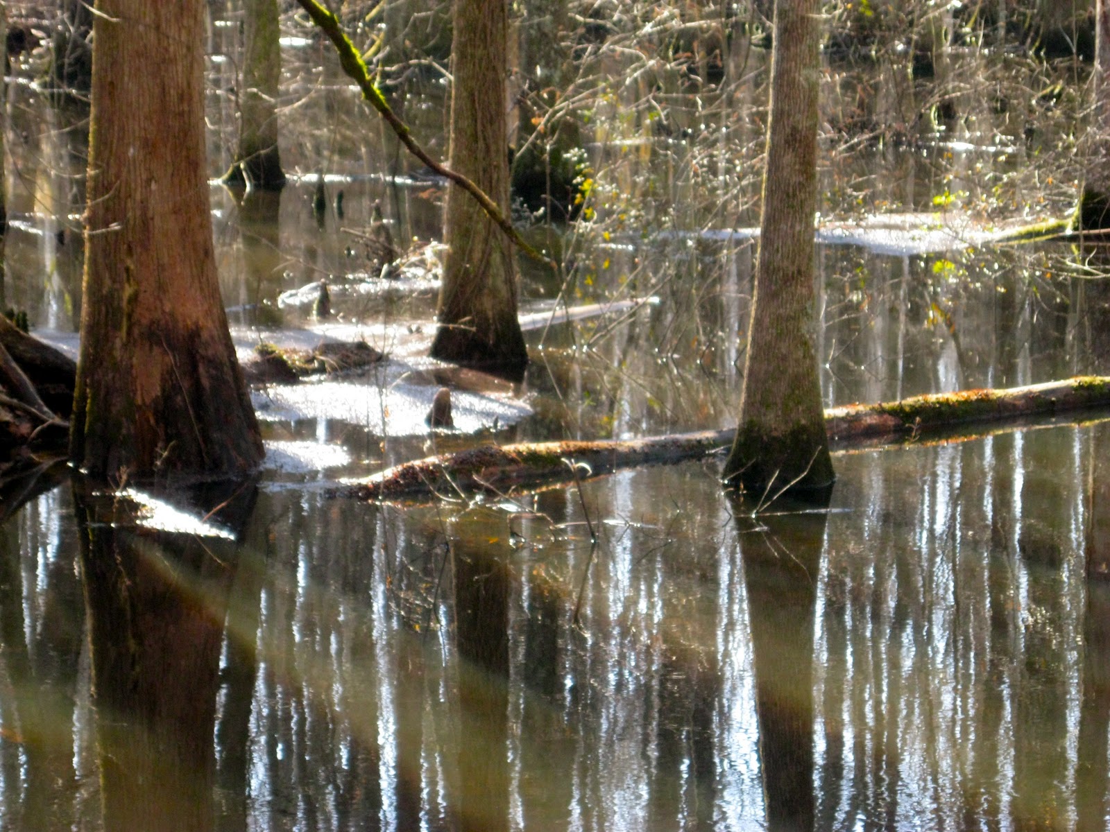 Off the Shelf Walks Along the Washington Ditch of the Great Dismal Swamp