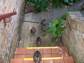 Ducks Coming to Visit