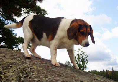 Mungo Says Bah! Bushcraft, Camping, Nature, Canoeing, Alqonquin Park