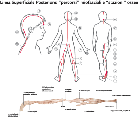 [Linha+posterior.png]