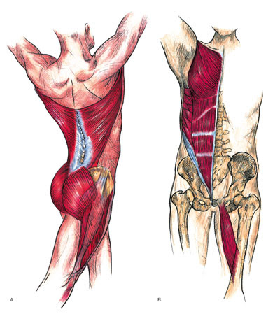 que músculos compõem a cadeia mestra posterior - Cinesioterapia