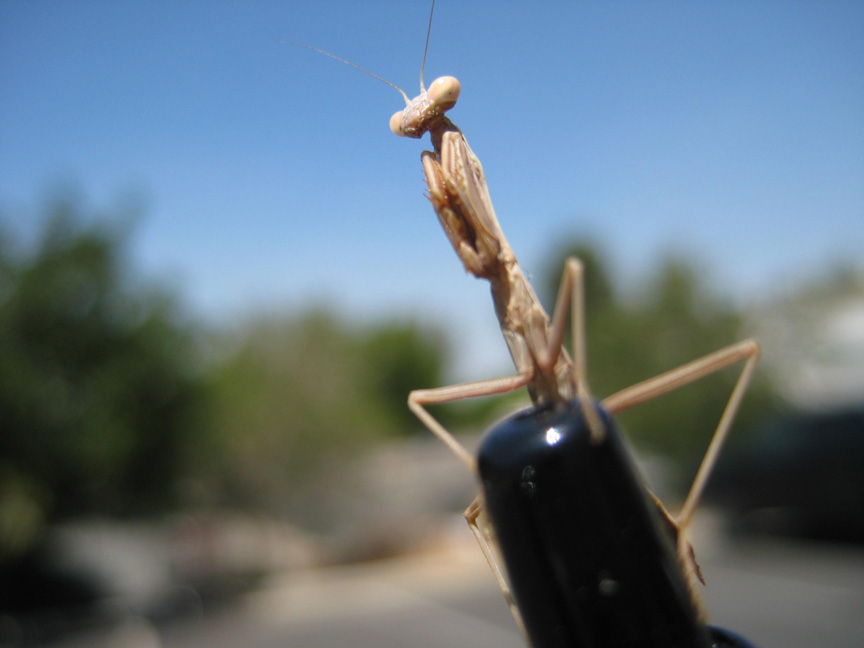 [PreyingMantis1.JPG]