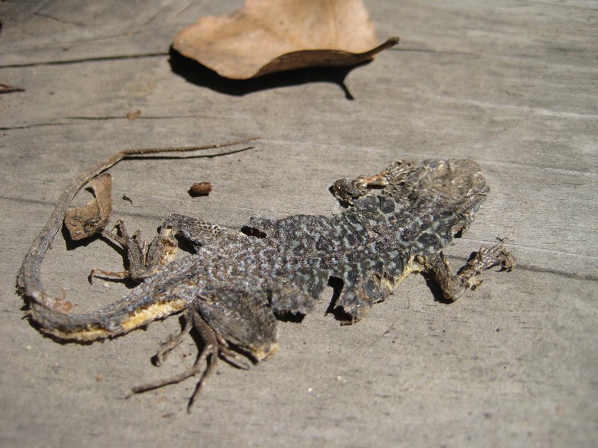 [FlattenedLizard.JPG]