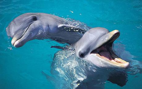bottlenose_dolphin_1249780c.jpg