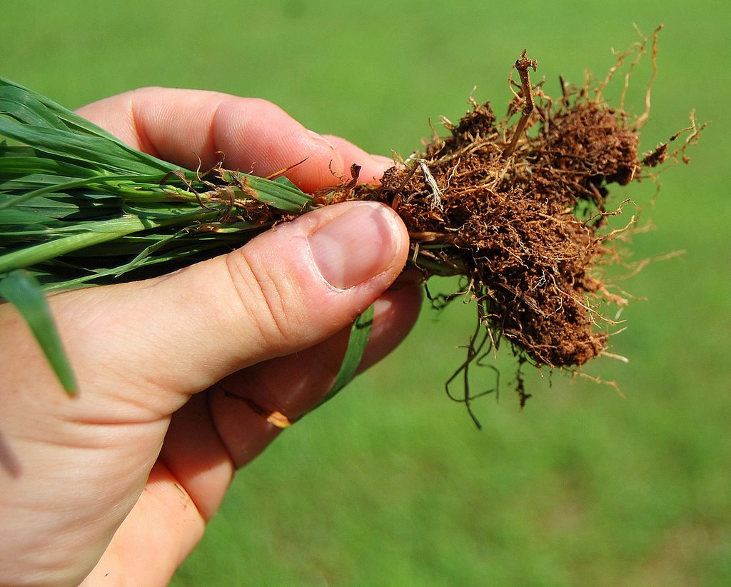 Oak Ridge Shrubbery & Landscaping, Inc. August 2010