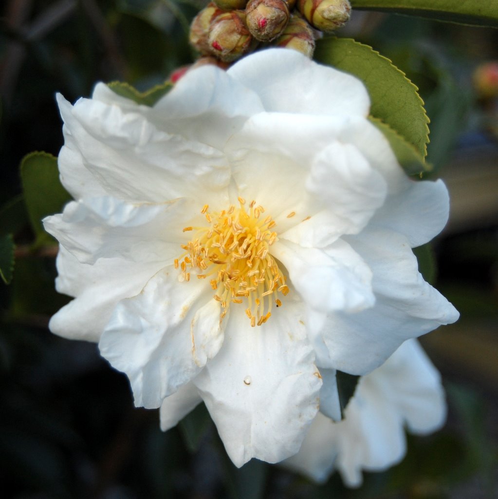 Oak Ridge Shrubbery & Landscaping, Inc. November featured plants for Oak Ridge Shrubbery