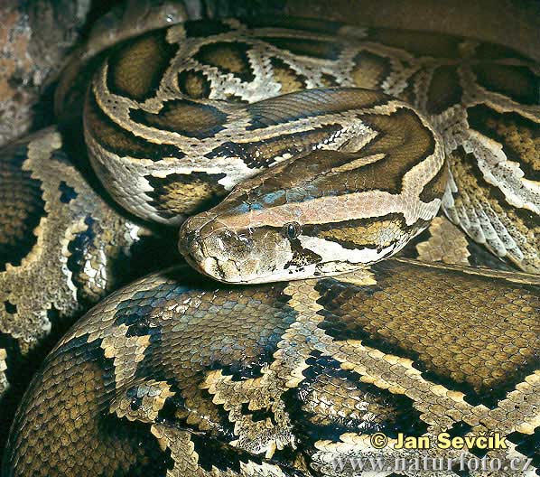 [python.jpg]