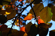 Colors Of Fall