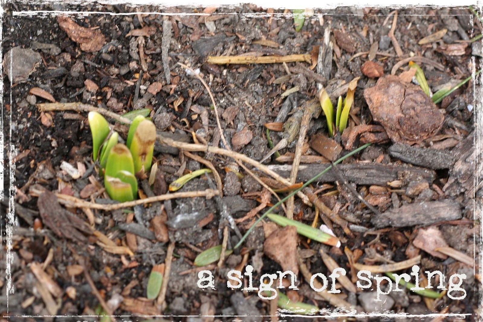 [spring.jpg]
