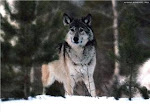 Wolves