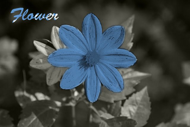 Flower Recoloring