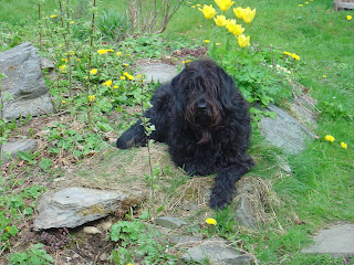Dandy waiting patiently for a walk in Maenarthur Woods - Coed Maenarthur