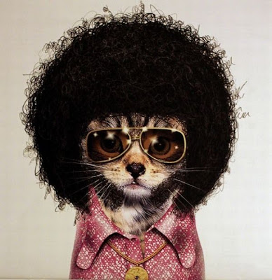 IMPORTANT,  PLEASE BE READ!!!!! Afro+Cat