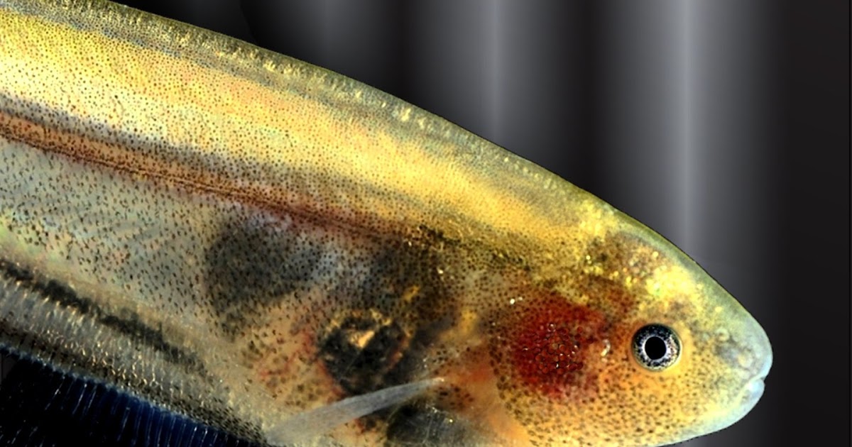 Fish Index Glass Knifefish (Eigenmannia virescens)